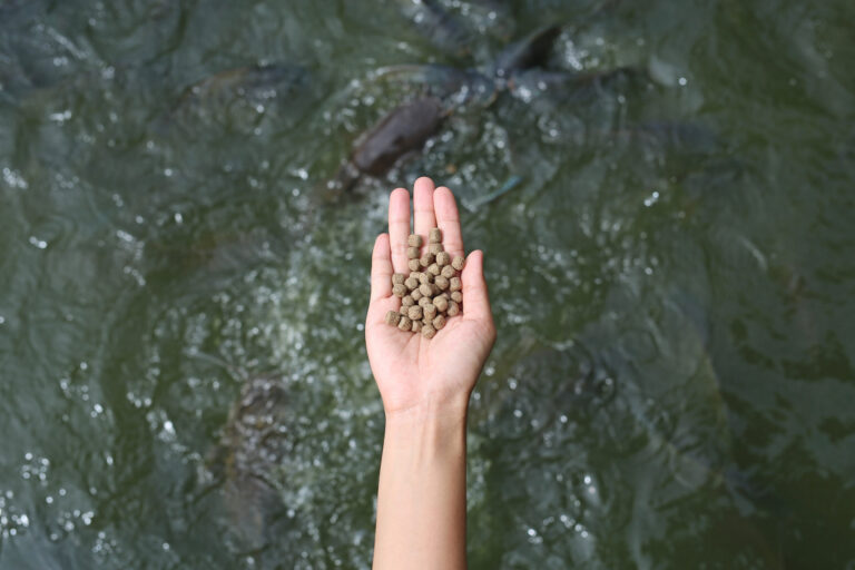 Featured image for Responsible Feed is Integral to Responsible Aquaculture