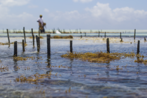 Catch & Culture Review: Marine macroalgae as sustainable biofilters for nitrogen removal
