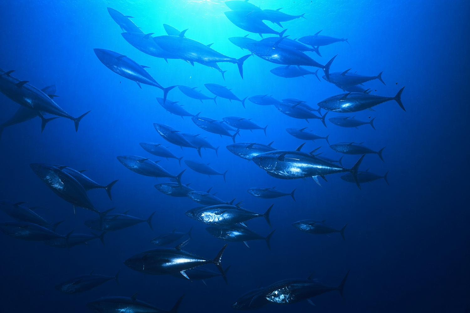 bluefin tuna
