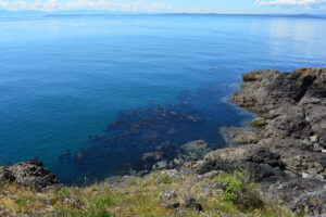 Can the carbon-removal potential of seaweed match climate-driven kelp loss?
