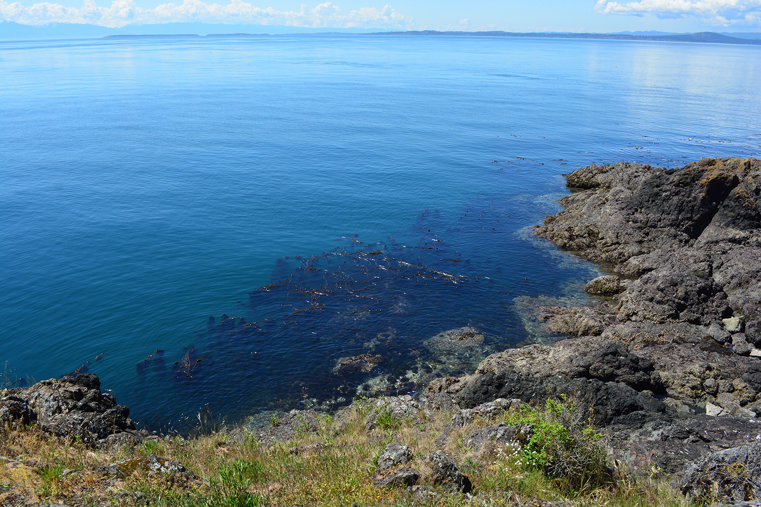 kelp