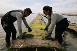 How regenerative aquaculture can rebuild ecosystems from shore to sea