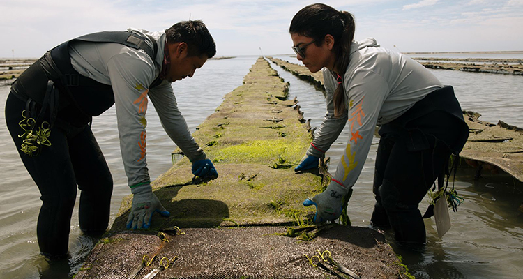 Image for article: How regenerative aquaculture can rebuild ecosystems from shore to sea