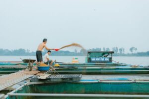Research project will tackle antimicrobial resistance in Vietnam’s pangasius industry