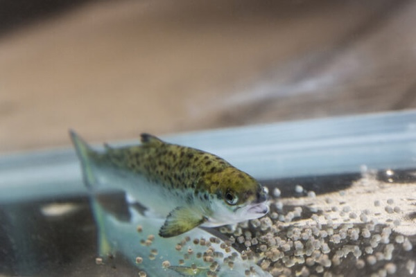 feed efficiency