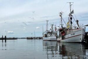Study of historic Baltic herring fishery collapse offers lessons for modern fisheries management
