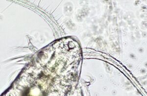 New technique could give fisheries advance warning before harmful algal blooms